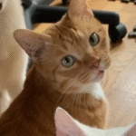 GATO.png